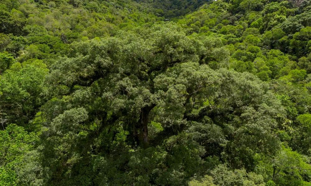 Mata Atlântica perde 2,4 milhões de hectares em 40 anos
