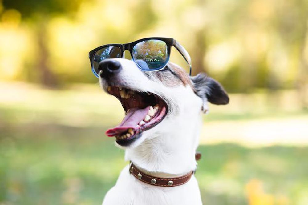 Irati amplia o projeto “Vizinhos de Patas” com novas casinhas para animais acolhidos