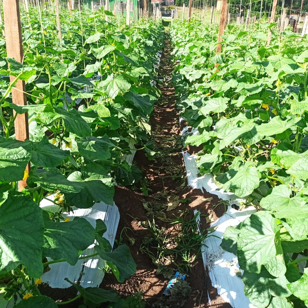 Agricultura familiar em Prudentópolis: produção de pepino garante renda e valoriza o homem do campo