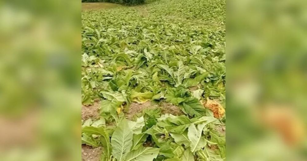 Produtor de Irati tem lavoura de tabaco destruída durante ataque criminoso 