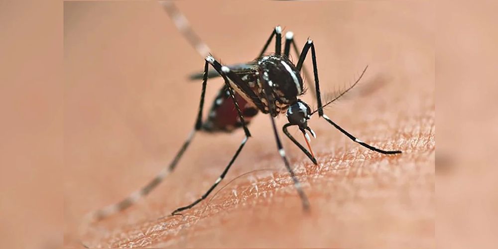 Apenas Rio Azul e Fernandes Pinheiro não registraram casos de dengue em 2025 na região