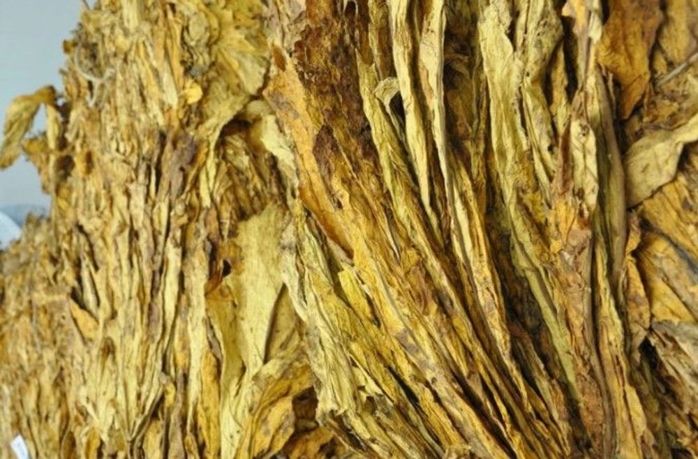 Preço do tabaco entra em pauta nos dias 19 e 20 de janeiro