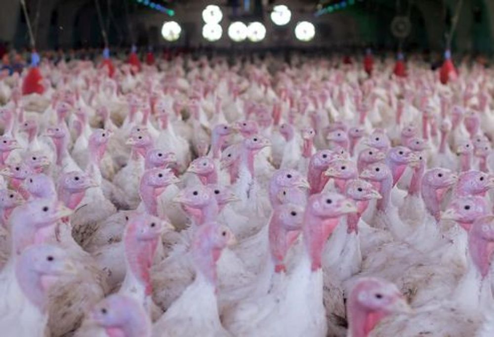 Natal, Paraná se firma como referência nacional na produção de peru