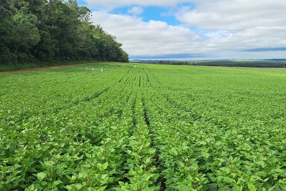 Cultivares desenvolvidas no Paraná são quase 40% das sementes de feijão do País