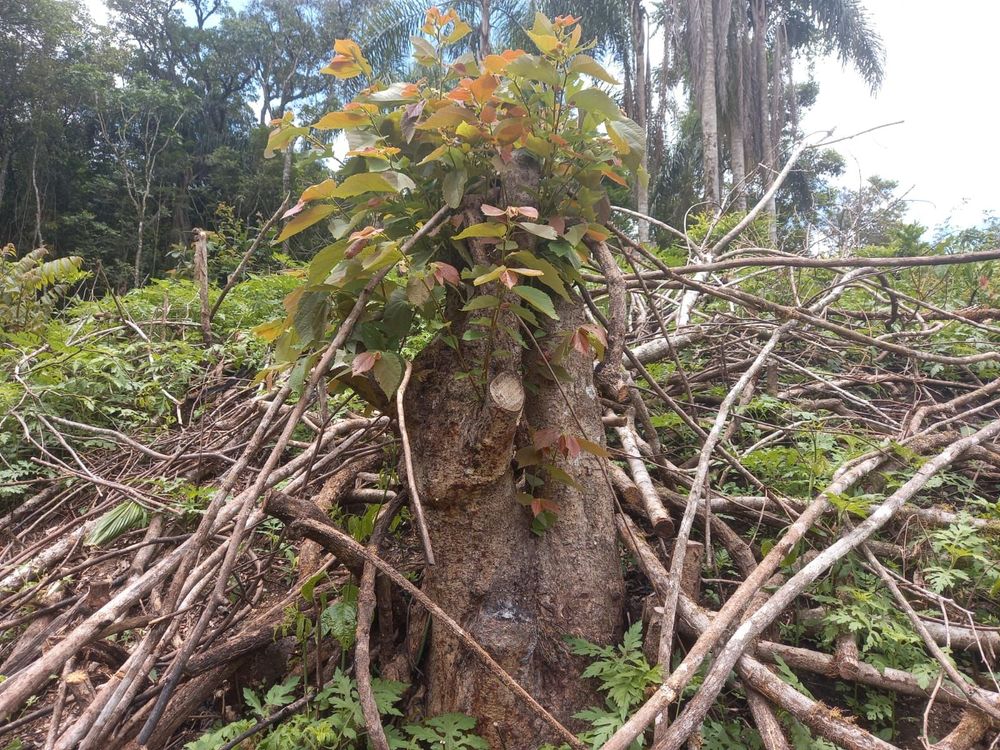 Desmatamento ilegal em área protegida rende multa de R$ 112 mil em Prudentópolis