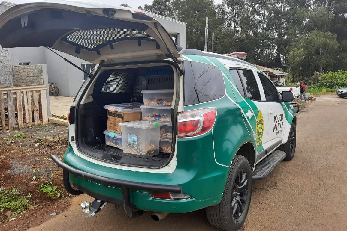 Estado identifica criador ilegal de ouriços em Guarapuava; homem recebeu multa de R$ 13,4 mil