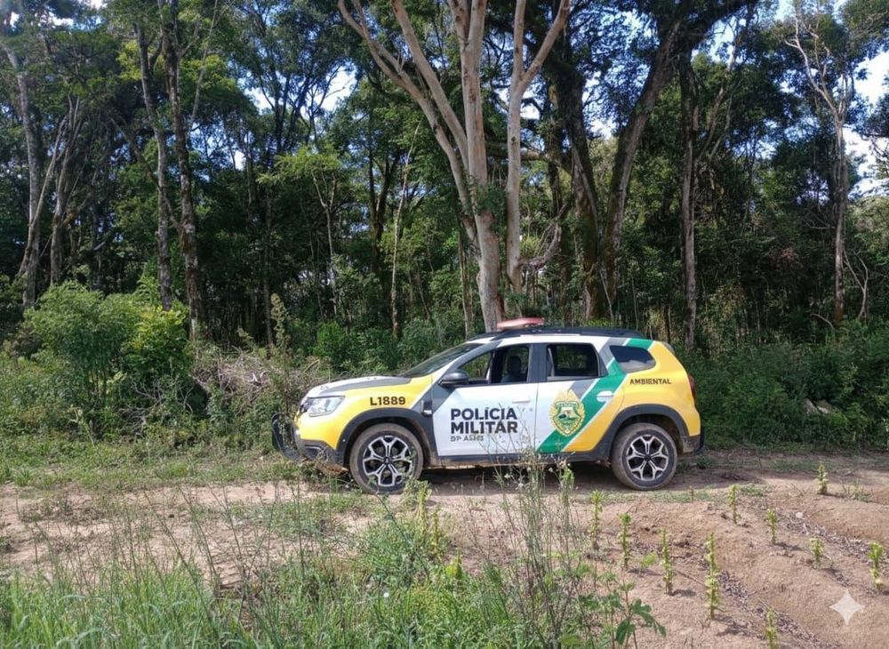 Multa de R$ 7 mil: desmatamento ilegal atinge área da Mata Atlântica em Fernandes Pinheiro